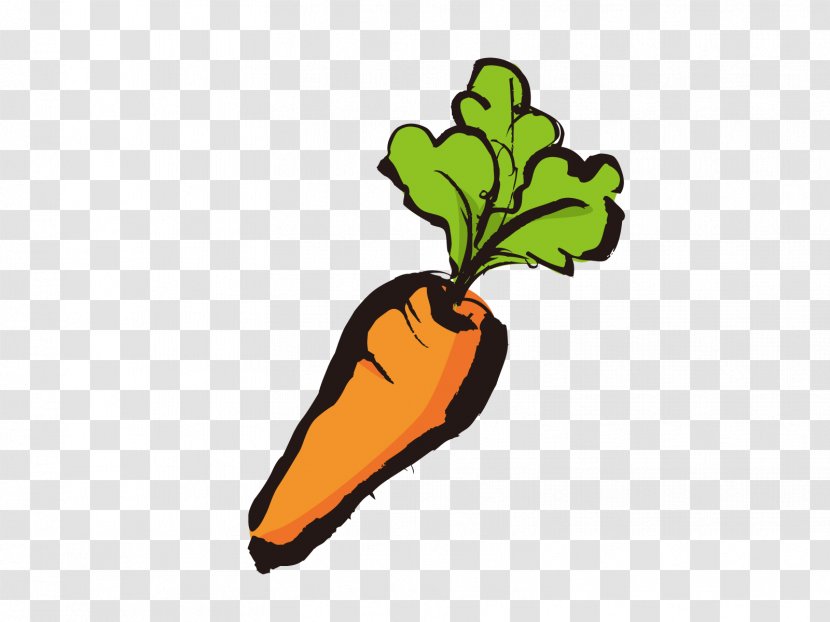 Food Vegetable Winter Clip Art 冷え性 - Orange - Carrot Black And White Clipart Transparent PNG