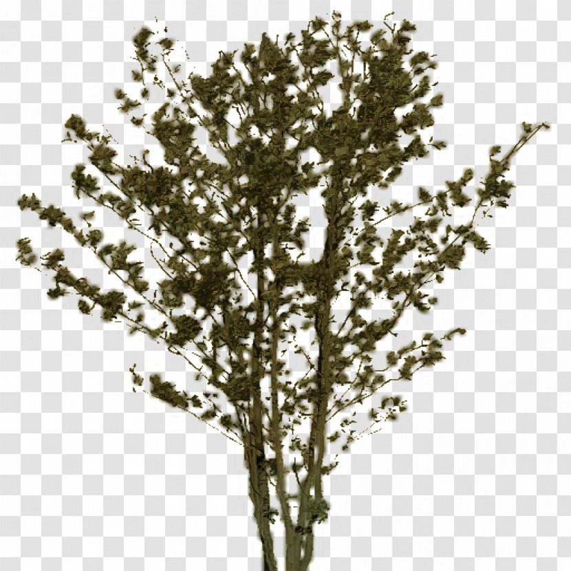 Twig Plant Stem Shrub - Dark Souls Emoji Discord Transparent PNG