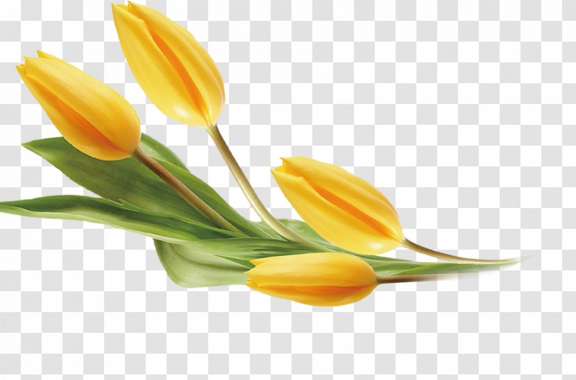 Tulip Yellow Flower - Tulips Transparent PNG