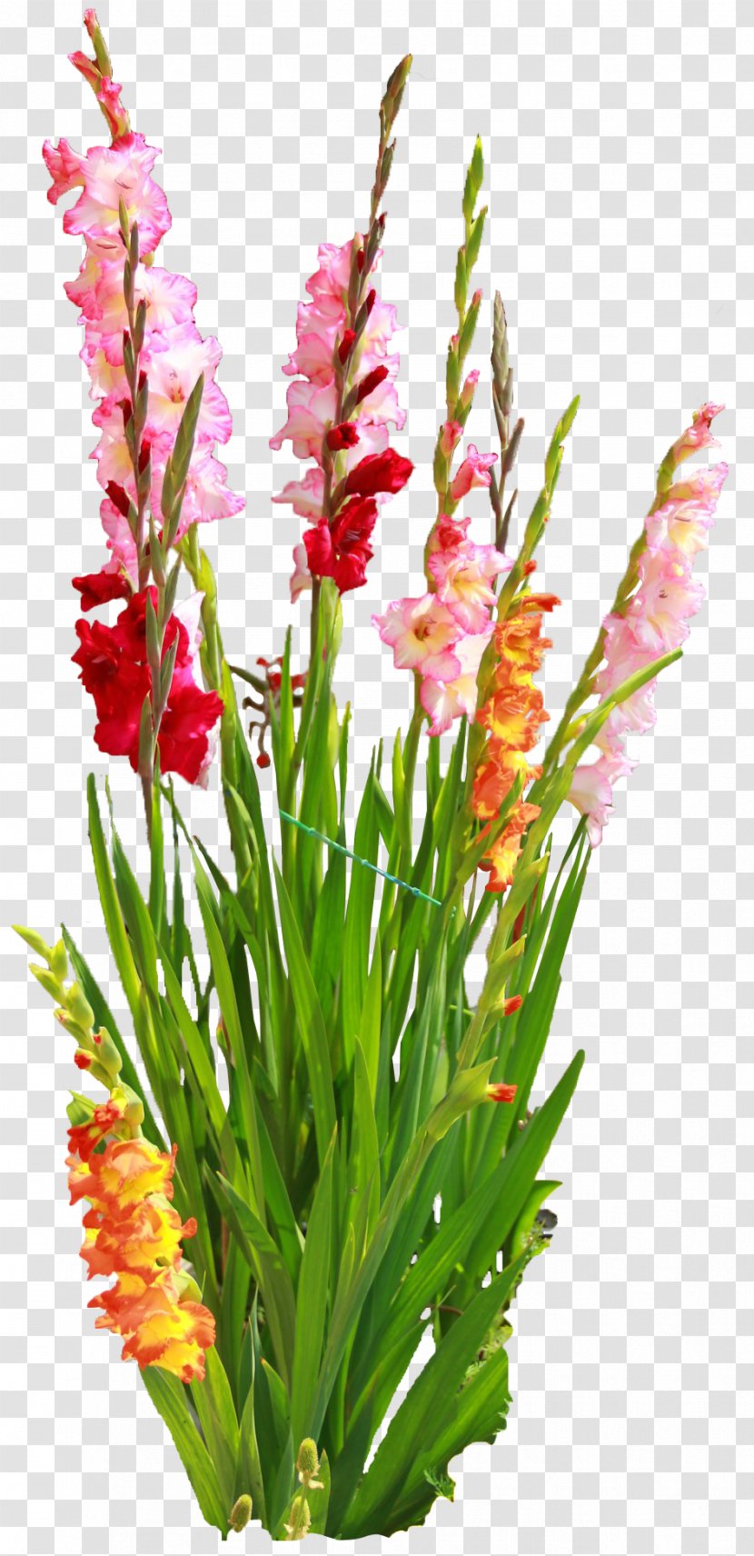 Gladiolus Cut Flowers Bulb Floral Design - Hair Transplantation Transparent PNG