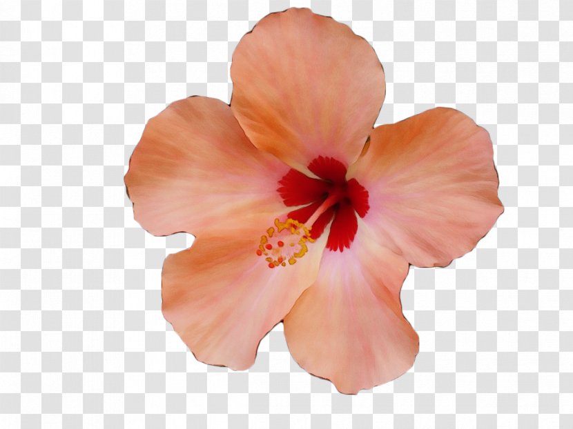 Flowering Plant Petal Hibiscus Flower Hawaiian - Wet Ink - Mallow Family Pink Transparent PNG