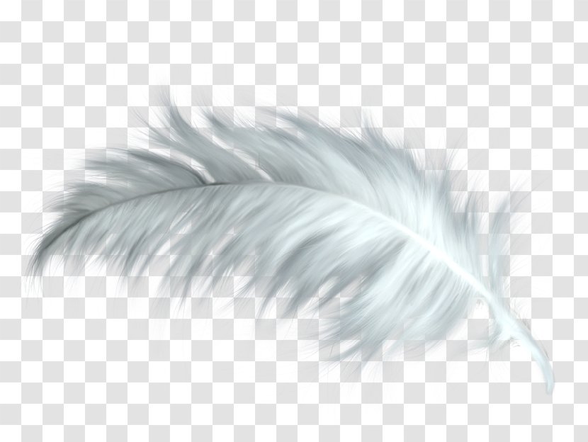 Feather Close-up Transparent PNG