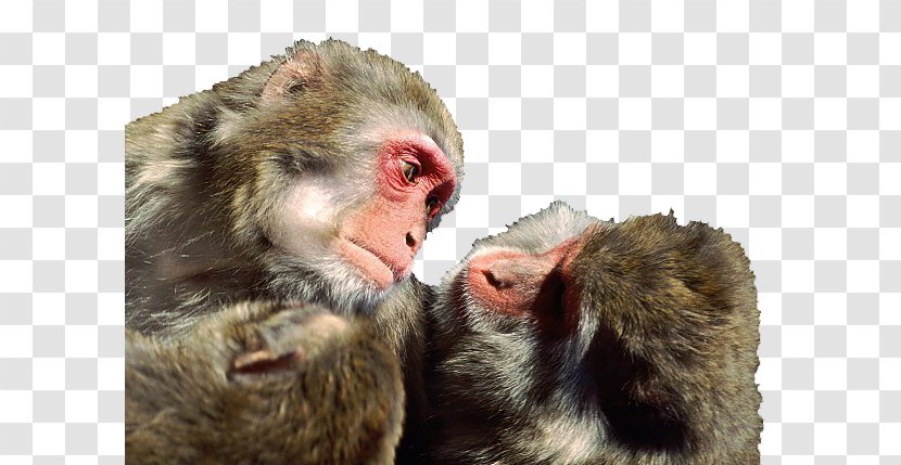 Gorilla Japanese Macaque Rhesus Primate Monkey - Old World - Look At Each Other Two Monkeys Transparent PNG