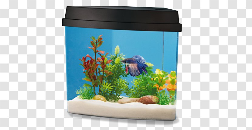 Siamese Fighting Fish Aquariums PetSmart Aquarium Filters - Freshwater - Decor Transparent PNG