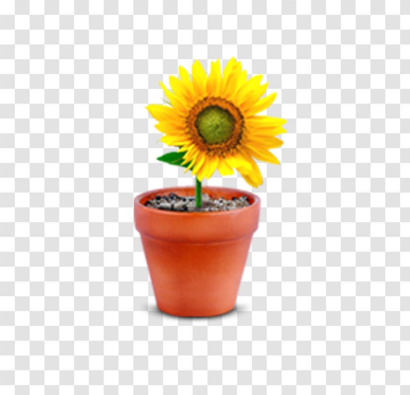 Common Sunflower Flowerpot Window - Yellow Transparent PNG