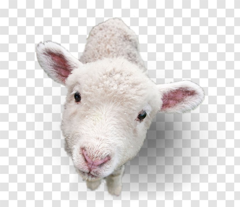 Sheep Goat Image Lamb And Mutton - Pig Transparent PNG