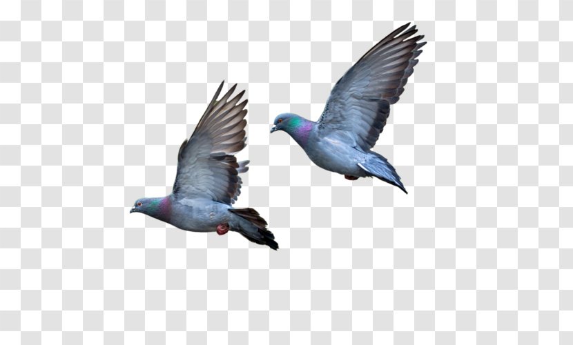 Columbidae Bird - Stock Dove Transparent PNG