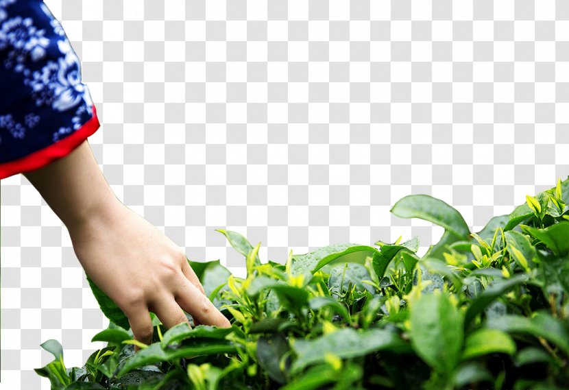 Tea Download High-definition Television - Plantation - Touch The Women Of Transparent PNG