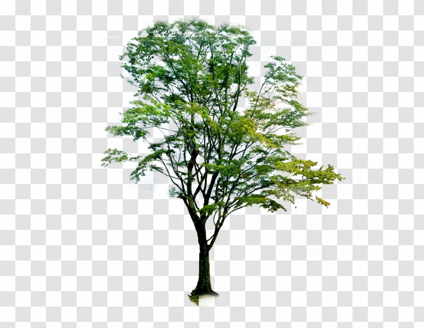 Neem Tree Landscape - Plant Transparent PNG