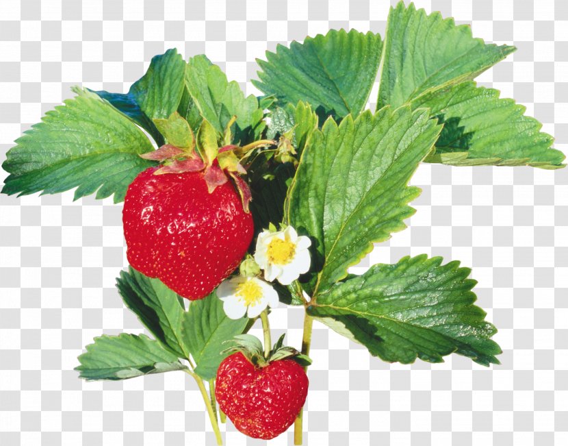 Musk Strawberry - Natural Foods - Splash Transparent PNG