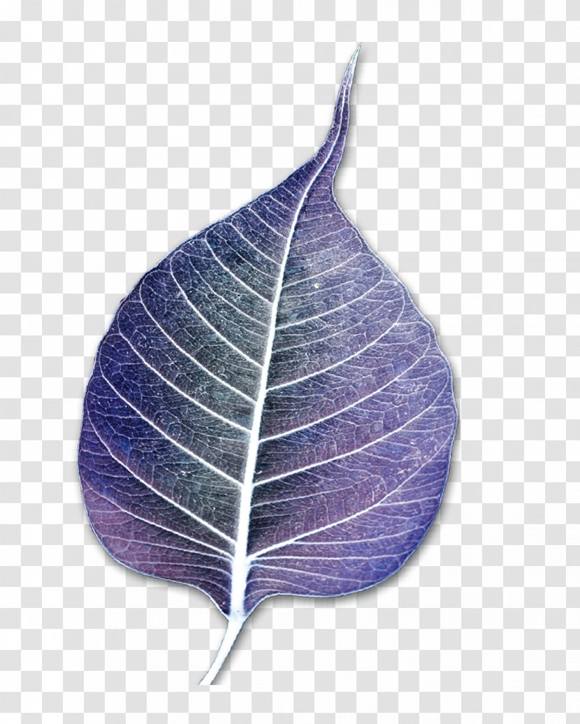Leaf - Lilac Transparent PNG