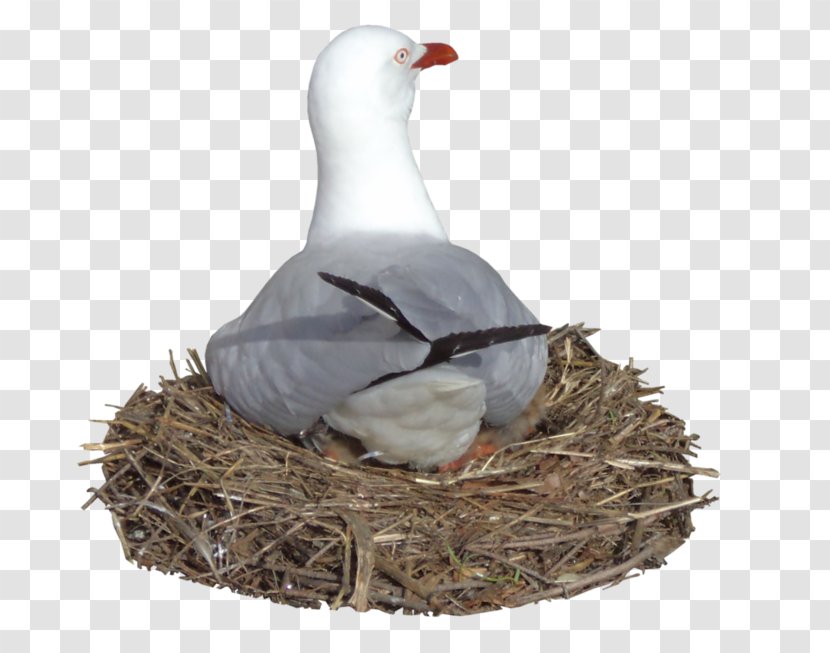 Bird Nest Gulls Goose Common Gull - Anatidae - Seagull Transparent PNG