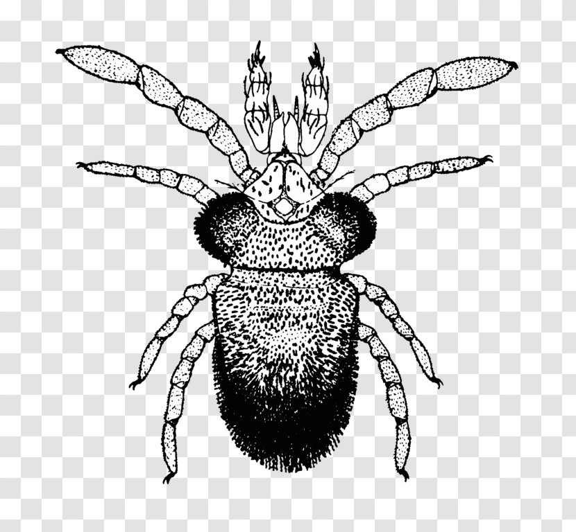 Honey Bee Tetranychus Urticae Acari Acarologia Mite - Artwork - Moths And Butterflies Transparent PNG