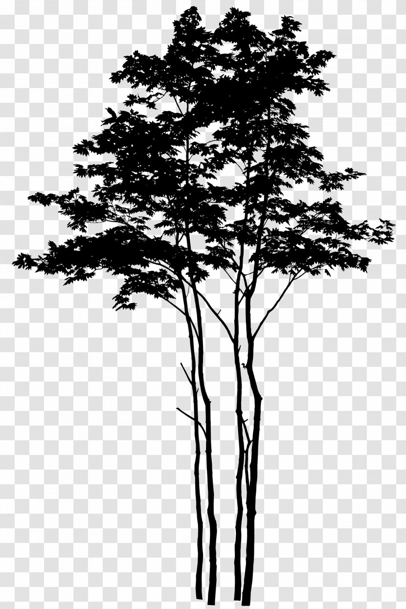 Silhouette Tree Image Photography Branch - Woody Plant Transparent PNG