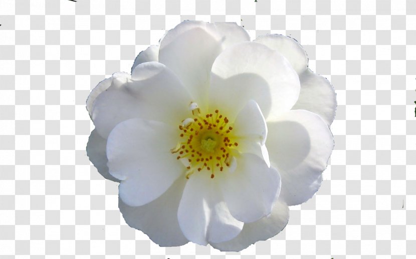 Rose Flower - Mercedez Transparent PNG