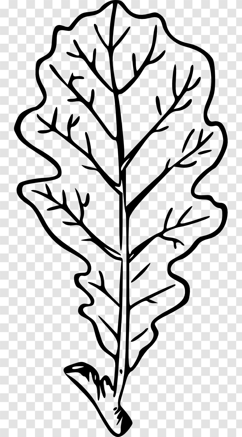 Leaf Line Art Plant Stem Drawing - Drawn Transparent PNG
