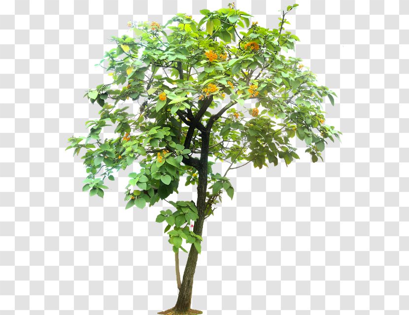 Geiger Tree Arecaceae Transparent PNG