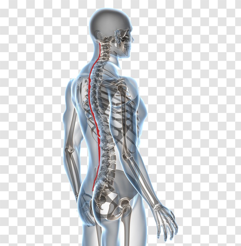 Paget's Disease Of Bone Chiropractic Pain In Spine Health - Tree Transparent PNG