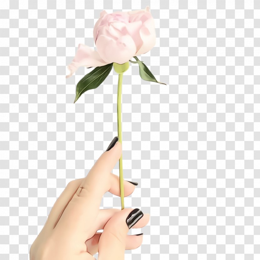 Rose - Leaf - Flowering Plant Transparent PNG