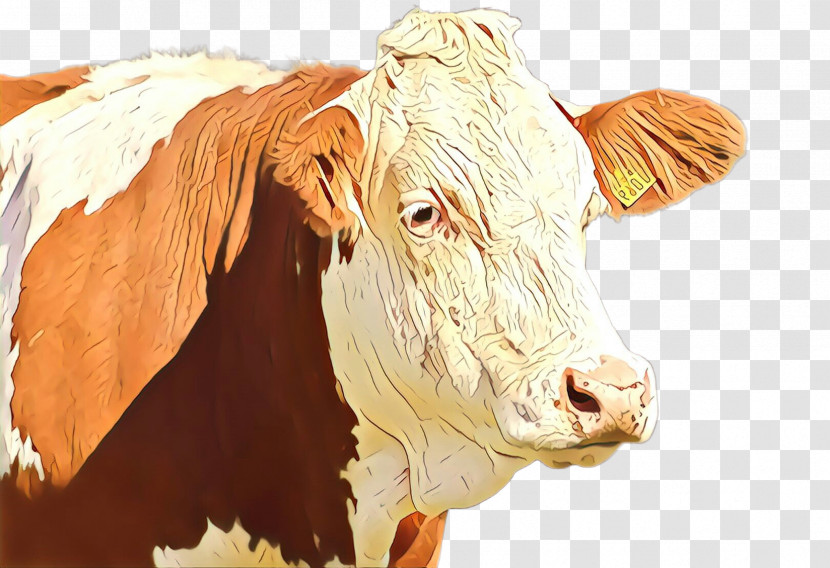 Bovine Bull Livestock Snout Dairy Cow Transparent PNG
