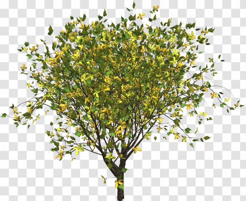 Twig Branch Tree Yellow - Plant Transparent PNG