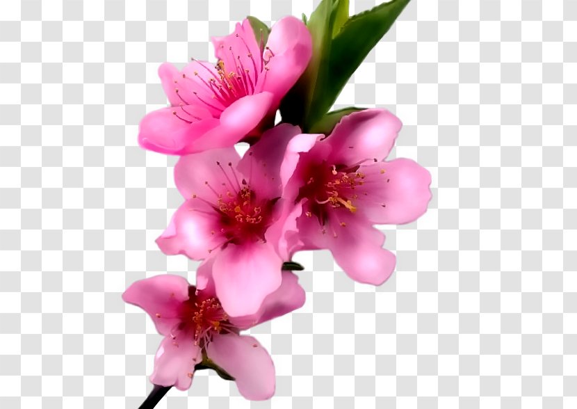 Paper Pink Flower - Designer - Peach Flowers Transparent PNG