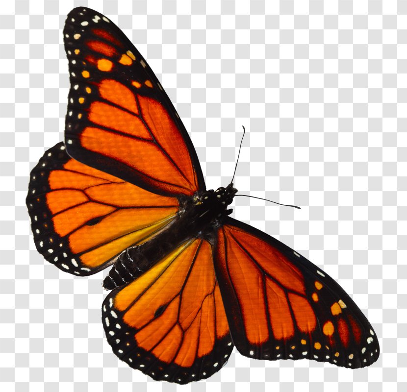 Monarch Butterfly Pieridae Lycaenidae - Moth - Clipart Transparent PNG