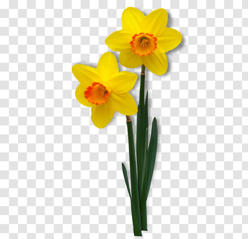 Clip Art Image Daffodil Flower - Petal - Jonquille Transparent PNG