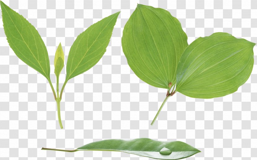 Stem-and-leaf Display Plant Stem Xylem - Autumn Leaf Color - Green Transparent PNG