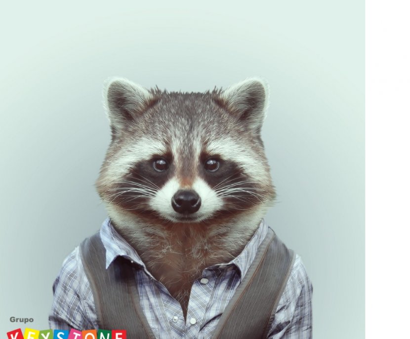 Zoo Portraits Rhinoceros Koala Raccoon - Yago Partal Transparent PNG