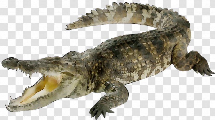 Crocodile Reptile Animal Giant African Snail Alligators - Turtle Transparent PNG