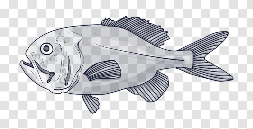 Deep Sea Fish Orange Roughy Blue Grenadier Species - Shellfish Transparent PNG