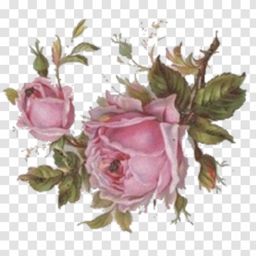 Centifolia Roses Paper Flower Pink Garden - Floribunda - Rose Transparent PNG