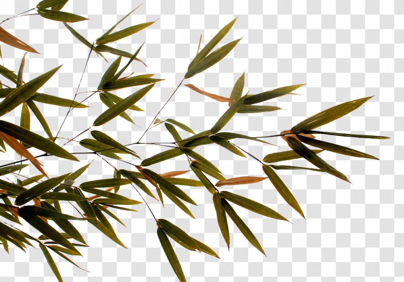 Bamboo Twig Leaf - Grasses - Hand-painted Leaves Transparent PNG