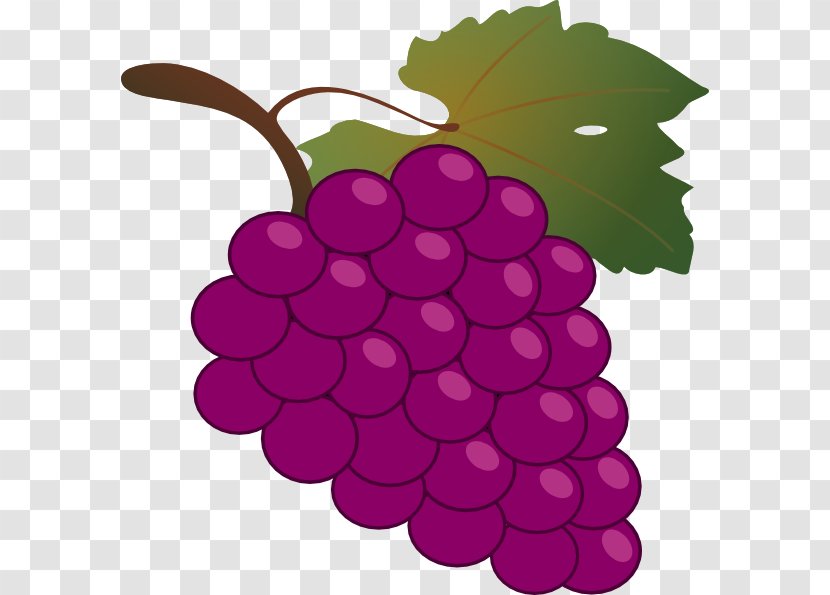 Common Grape Vine Wine Free Content Clip Art - Grapevines - Cartoon Grapes Cliparts Transparent PNG
