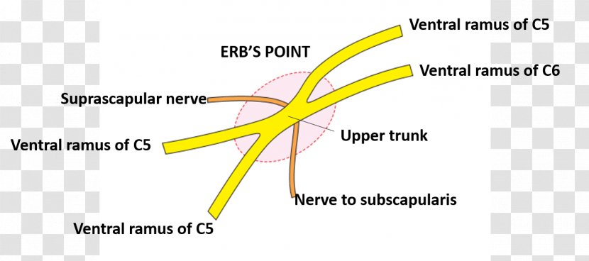 Nerve Point Of Neck Brachial Plexus Medial Cutaneous Arm Upper Trunk Posterior Triangle The - Heart Transparent PNG