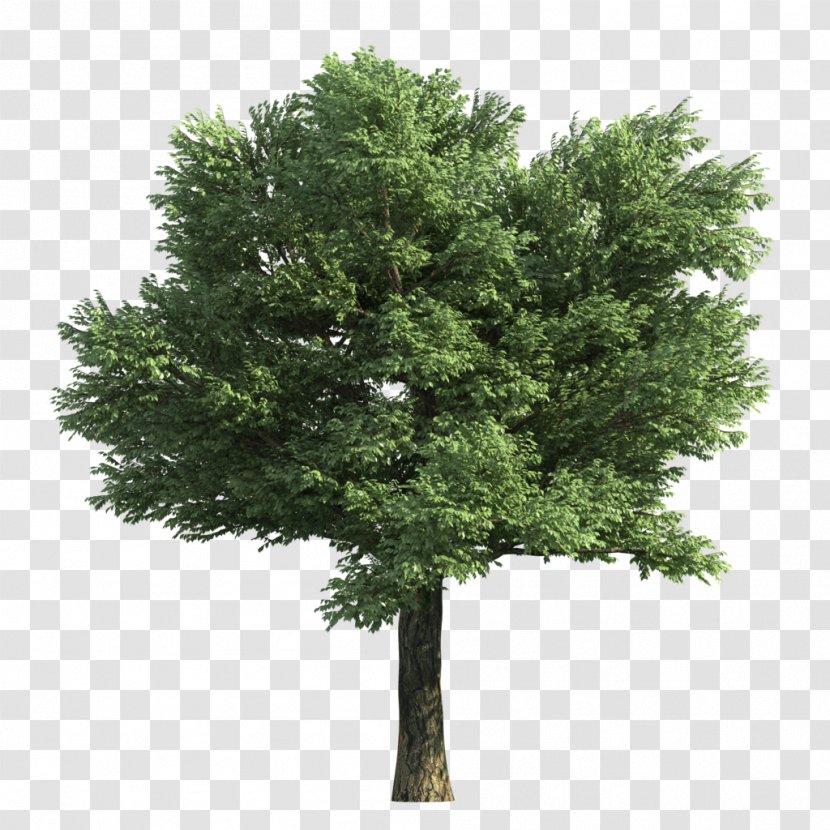 Stock Photography Elm Tree Sycamore Maple Norway - Evergreen Transparent PNG