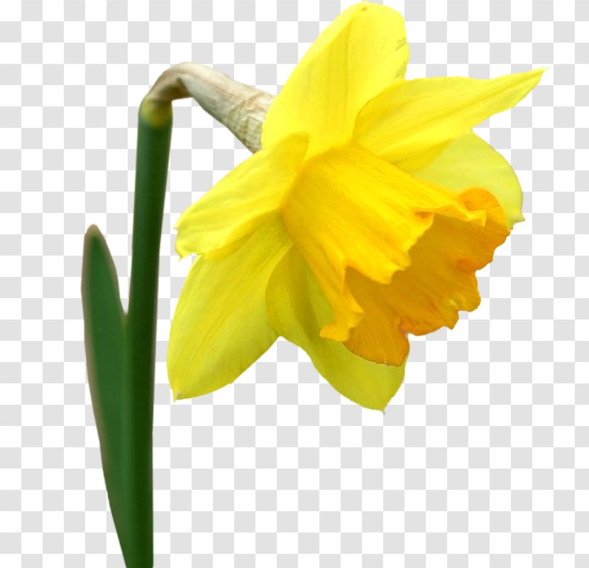Flower Yellow I Wandered Lonely As A Cloud Tulip Clip Art Transparent PNG