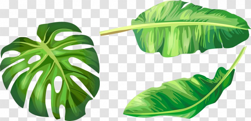 Banana Leaf Euclidean Vector Illustration - Hand-painted Green Leaves Transparent PNG