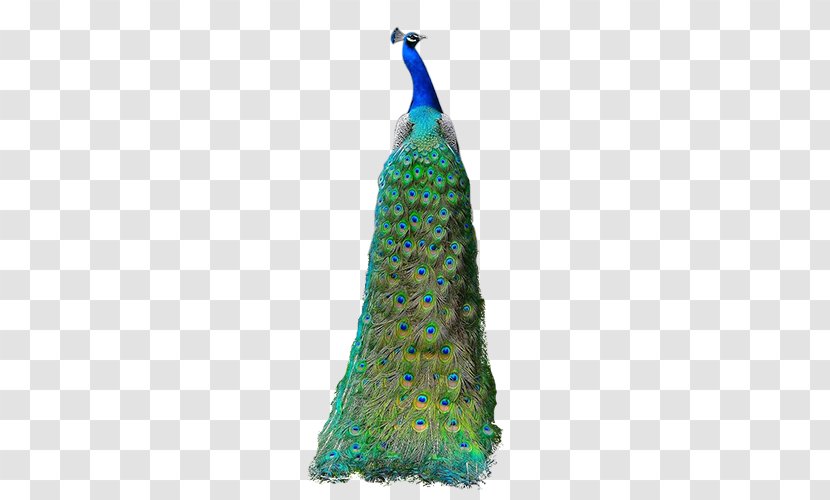 District 4 Cora Crawley, Countess Of Grantham Peafowl U067eu0644u0647 U06afu0631u062f U0631u0636u0627u06ccu06cc - Crawley - Green Peacock Transparent PNG