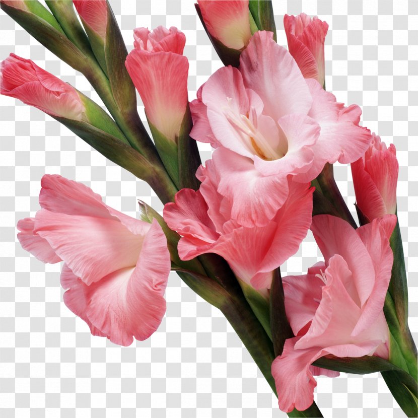 Stock Footage Clip Art - Flower - Gladiolus Transparent PNG