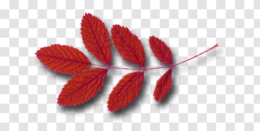 Leaf Autumn Research Google Cardboard - Elements Transparent PNG