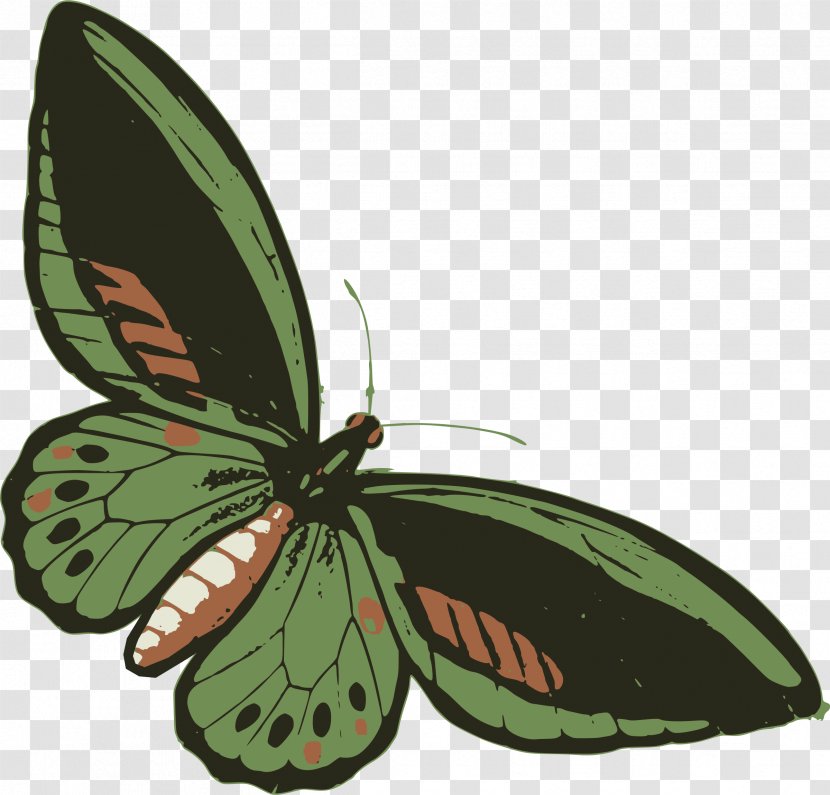 Butterfly Insect Green Drawing Sticker - Invertebrate - Dragonfly Transparent PNG