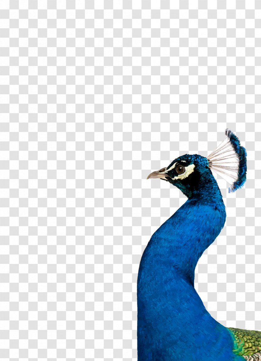 Bird Beak Feather Galliformes Cobalt Blue - Peacock Transparent PNG
