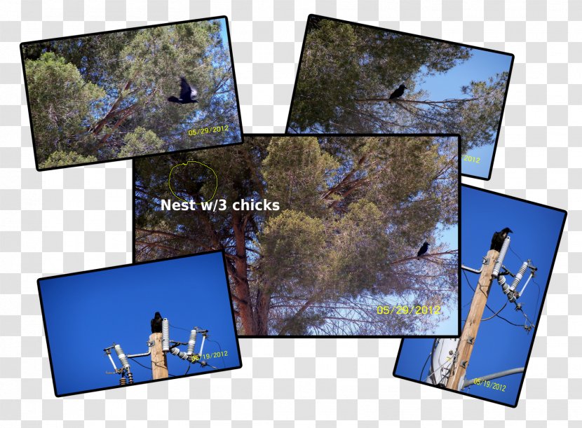 Picture Frames Collage - Frame - Chick Nest Transparent PNG
