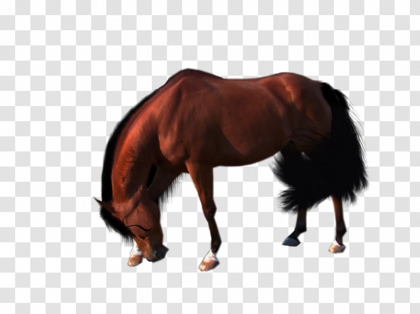 Pony Arabian Horse Equestrian - Mustang - Ritmeester Transparent PNG