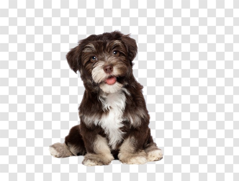 Havanese Bichon Frise Yorkshire Terrier Puppy Cat - Tibetan - Cute Dog Transparent PNG