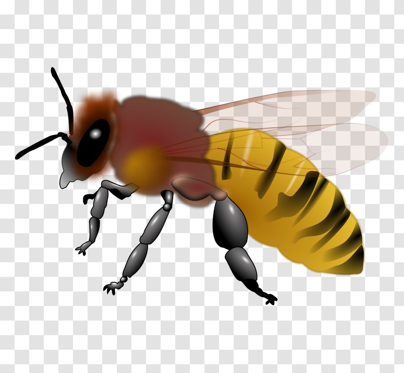 Honey Bee Maya Clip Art Transparent PNG