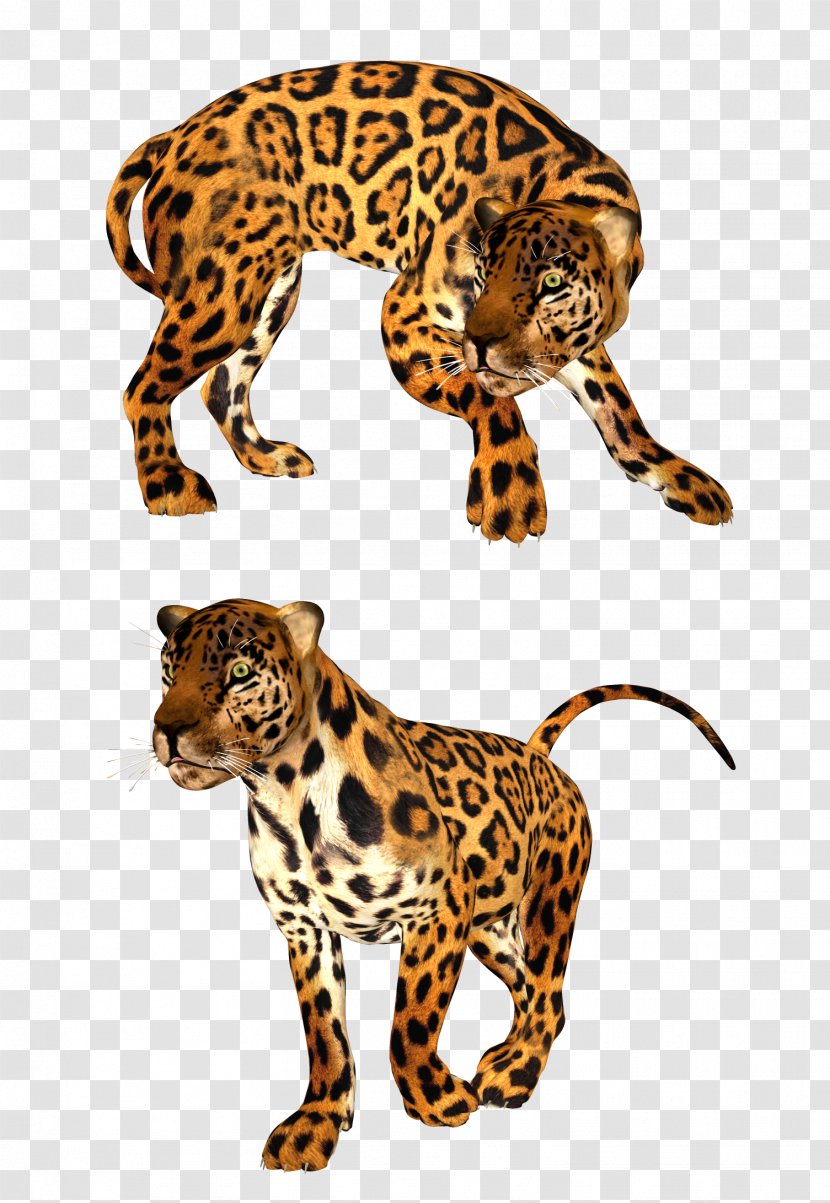 Leopard Cheetah Tiger Lion Felidae - Gimp Transparent PNG