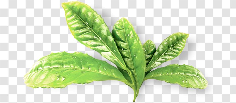 Green Tea Nature Republic 보성그린펌프카 보성녹차 - Basil Transparent PNG